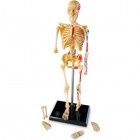 Corpul uman - macheta schelet