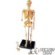 Corpul uman - macheta schelet